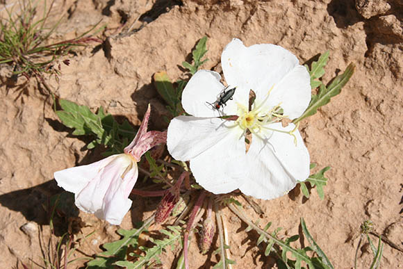  Oenothera arizonica