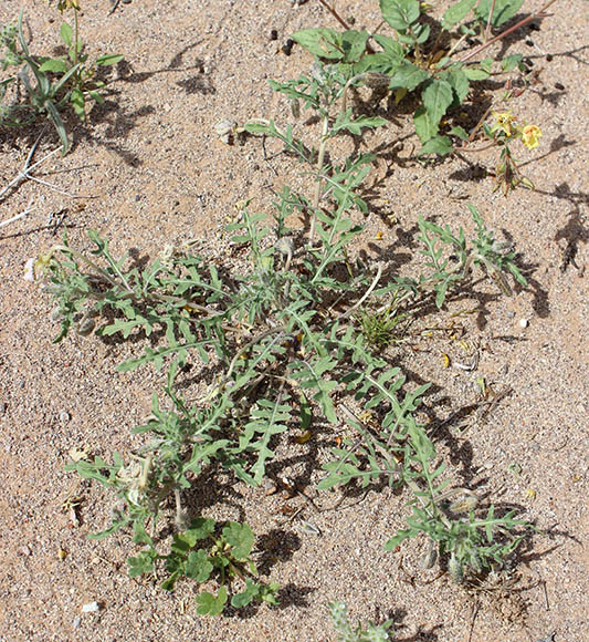  Oenothera arizonica