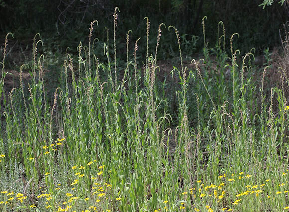  Oenothera curtiflora