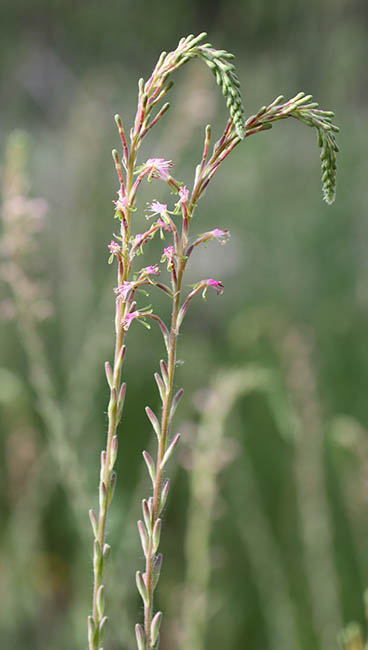  Oenothera curtiflora