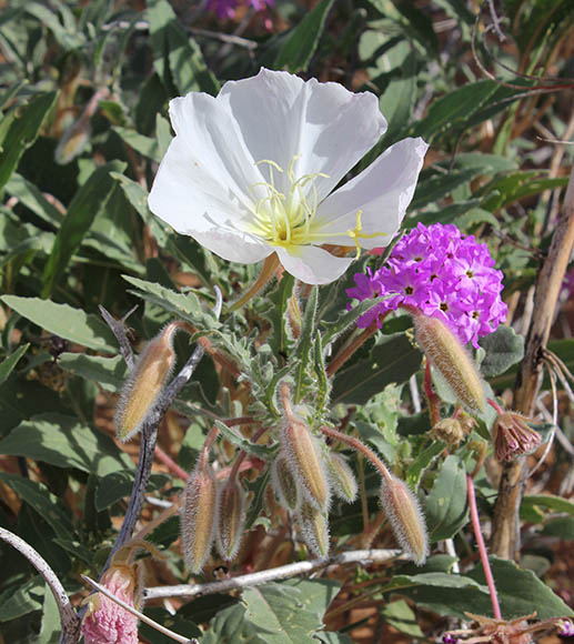  Oenothera deltoides Torrey & Fremont subsp. deltoides 