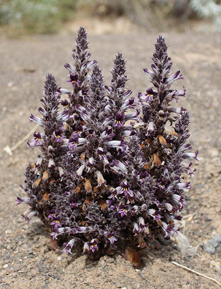  Orobanche cooperi subsp. latiloba (Munz) L.T. Collins 