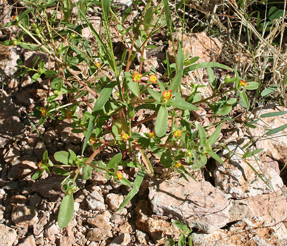  Portulaca umbraticola Kunth 