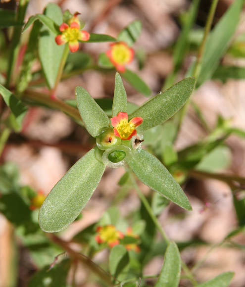  Portulaca umbraticola Kunth 