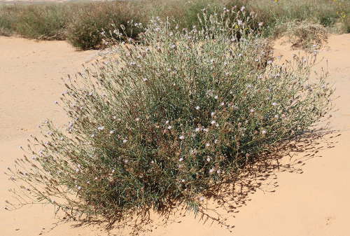  Palafoxia arida v.arida