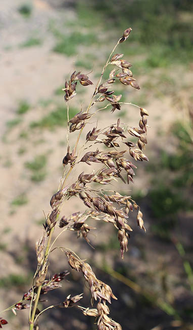  Panicum antidotale