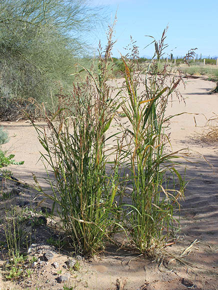  Panicum antidotale