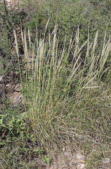  Pappophorum vaginatum