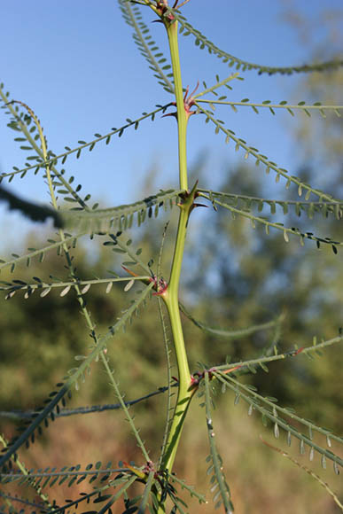  Parkinsonia aculeata