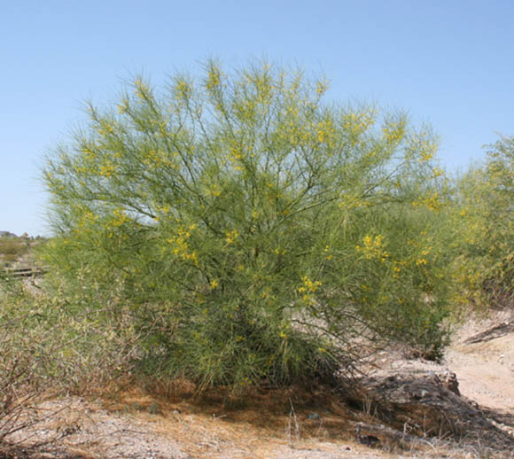  Parkinsonia aculeata