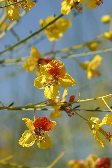  Parkinsonia aculeata