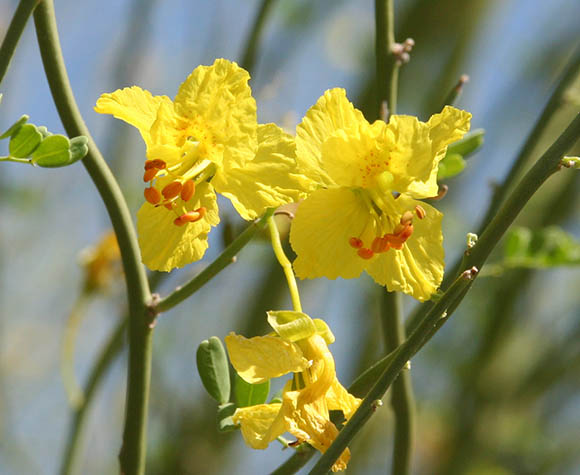  Parkinsonia florida 