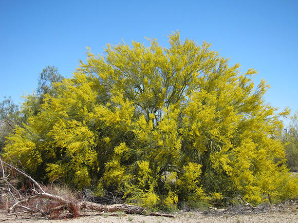  Parkinsonia florida 