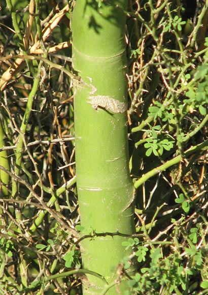  Parkinsonia florida 