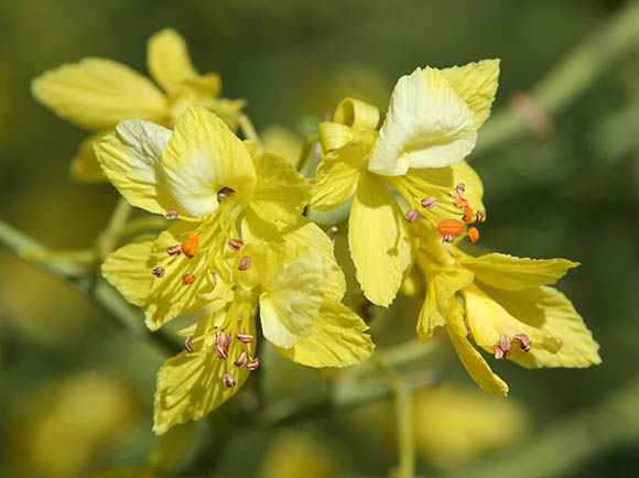  Parkinsonia microphylla