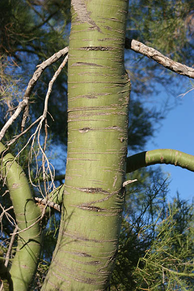  Parkinsonia microphylla