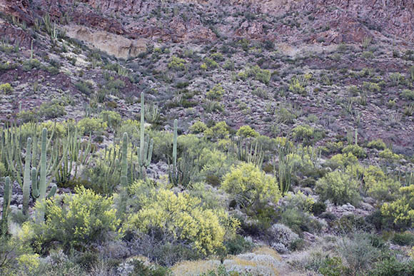  Parkinsonia microphylla