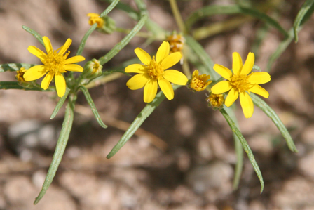  Pectis papposa var. papposa