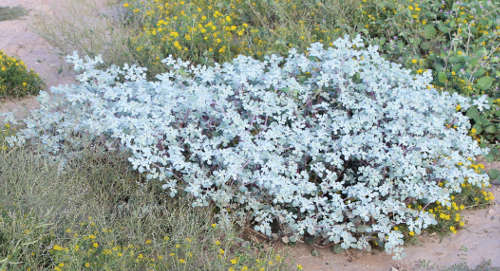  Tidestromia lanuginosa ssp. Eliassoniana