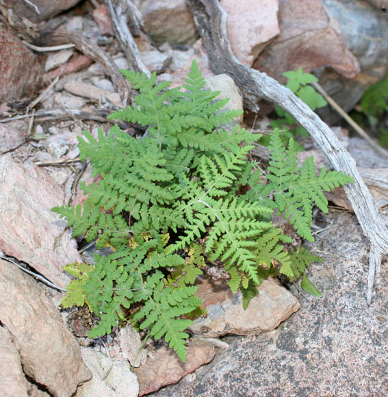  Pentagramma triangularis (Kaulfuss) Yatskievych et al. v.maxonii (Weatherby) Yatskievych et al.