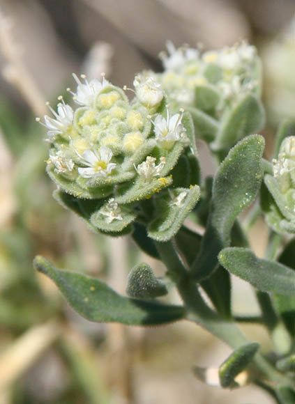  Petalonyx linearis