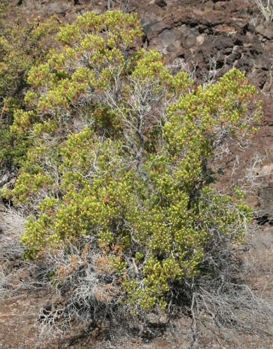  Peucephyllum schottii