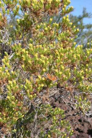  Peucephyllum schottii