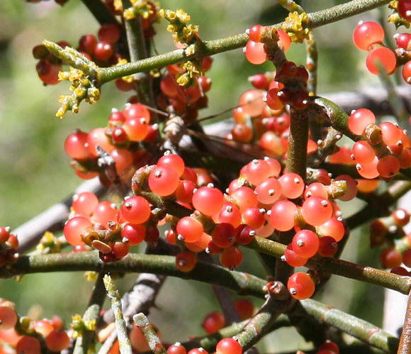  Phoradendron californicum