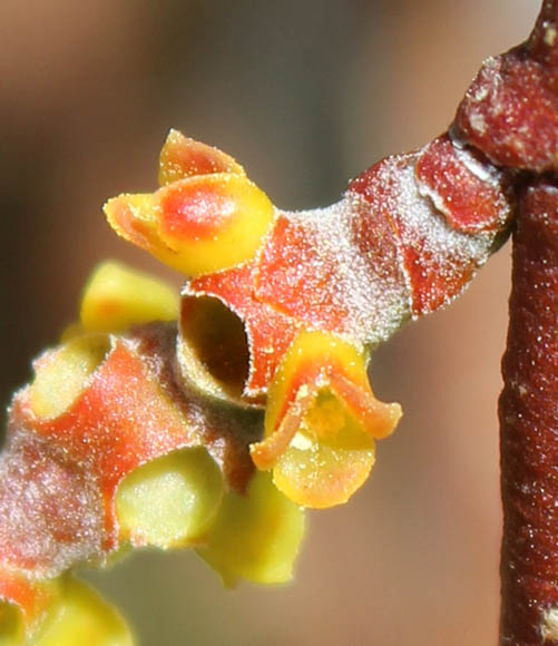  Phoradendron californicum