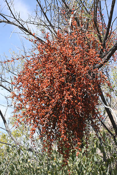  Phoradendron californicum