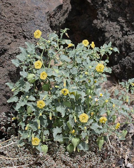  Physalis versicolor