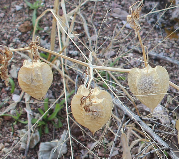  Physalis versicolor