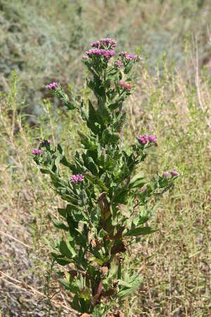  Pluchea odorata v. odorata