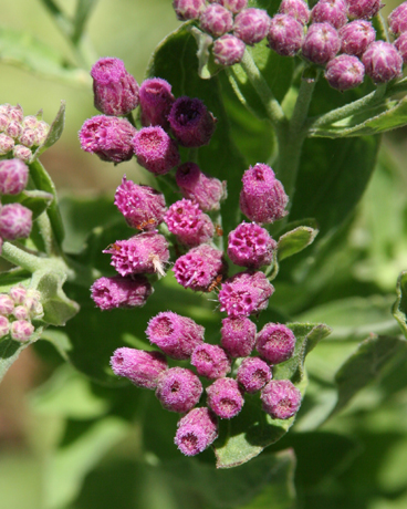  Pluchea odorata v. odorata