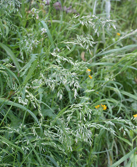  Poa annua