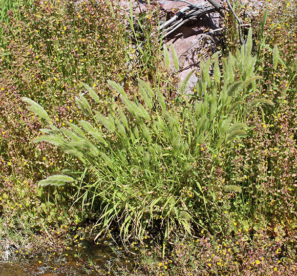  Polypogon monspeliensis