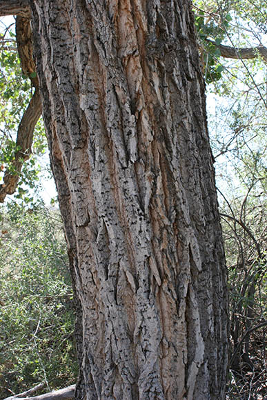  Populus fremontii ssp.fremontii