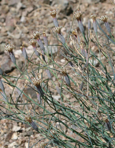  Porophyllum gracile