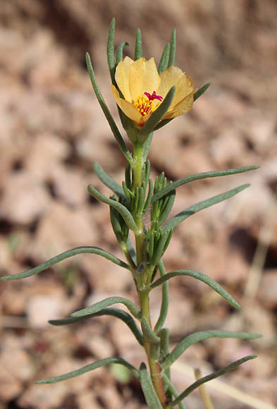  Portulaca suffrutescens