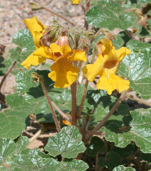  Proboscidea altheaefolia