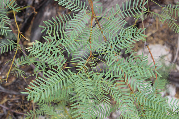  Prosopis glandulosa var. torreyana