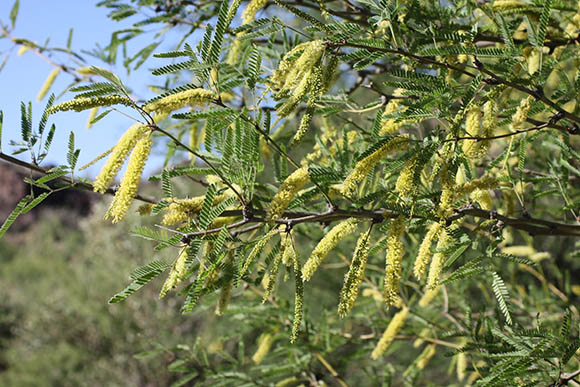  Prosopis velutina