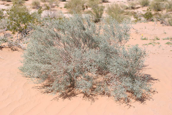  Psorothamnus emoryi var. emoryi