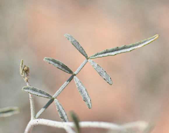  Psorothamnus emoryi var. emoryi