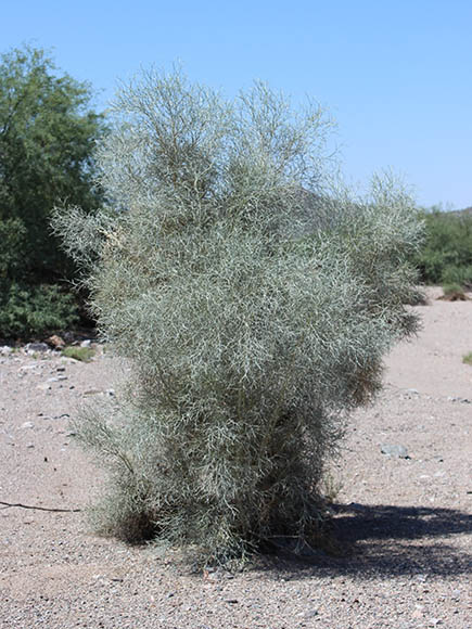  Psorothamnus spinosus