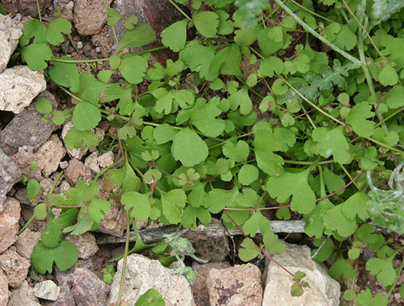  Pterostegia drymarioides