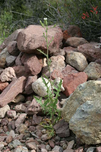  Rafinesquia californica