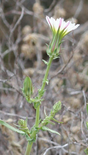  Rafinesquia californica