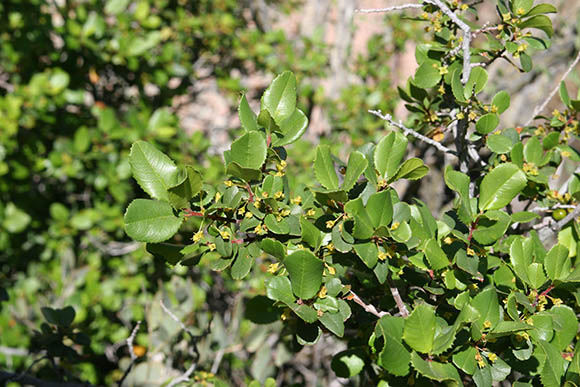  Rhamnus crocea