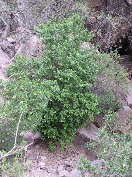  Rhamnus crocea